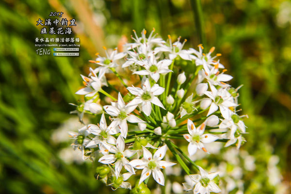 2015韭菜花海│桃園/大溪/中新里(九(韭)月的雪下的如此完美)