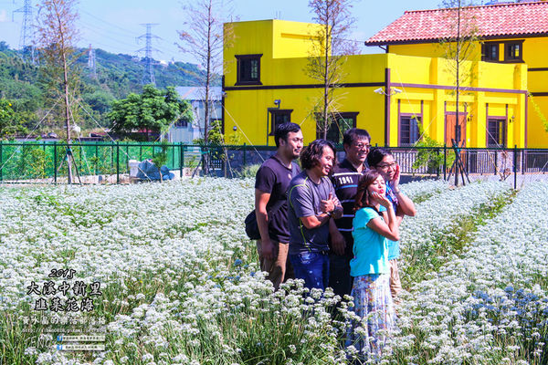 2015韭菜花海│桃園/大溪/中新里(九(韭)月的雪下的如此完美)