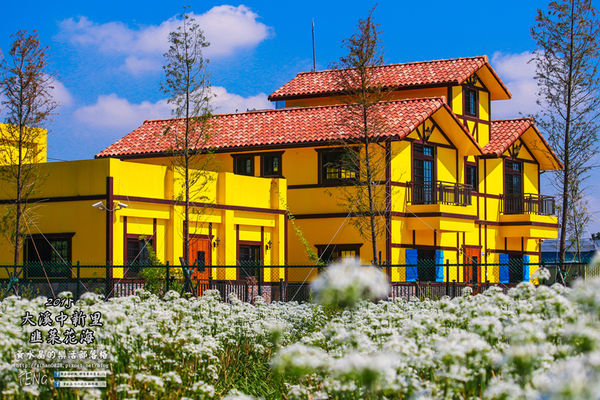 2015韭菜花海│桃園/大溪/中新里(九(韭)月的雪下的如此完美)