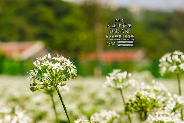 2015韭菜花海│桃園/大溪/中新里(九(韭)月的雪下的如此完美)