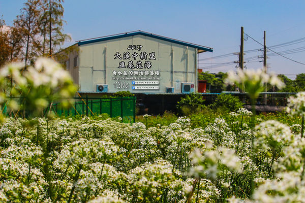 2015韭菜花海│桃園/大溪/中新里(九(韭)月的雪下的如此完美)