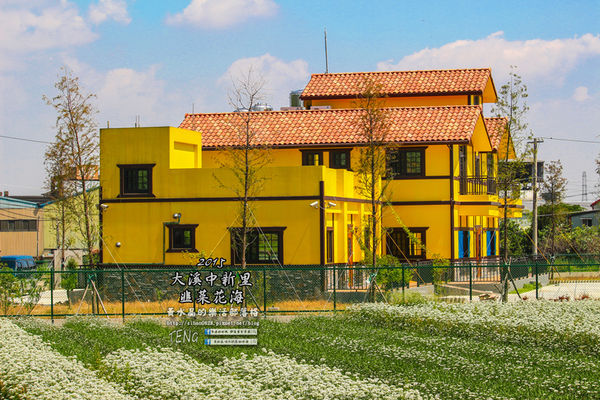 2015韭菜花海│桃園/大溪/中新里(九(韭)月的雪下的如此完美)