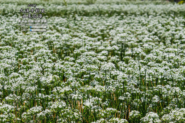 2015韭菜花海│桃園/大溪/中新里(九(韭)月的雪下的如此完美)