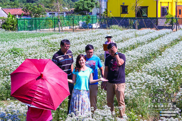 2015韭菜花海│桃園/大溪/中新里(九(韭)月的雪下的如此完美)