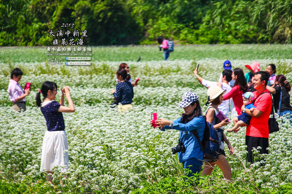 2015韭菜花海│桃園/大溪/中新里(九(韭)月的雪下的如此完美)