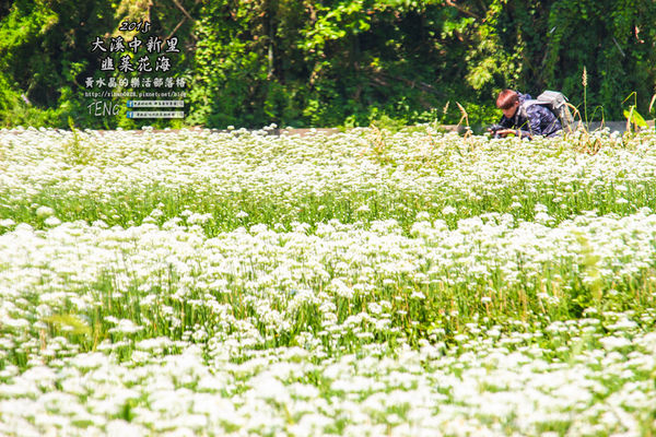 2015韭菜花海│桃園/大溪/中新里(九(韭)月的雪下的如此完美)