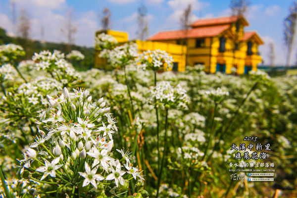 2015韭菜花海│桃園/大溪/中新里(九(韭)月的雪下的如此完美)