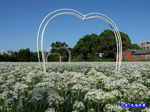 2019-9-13大溪韮菜花田 (10).jpg