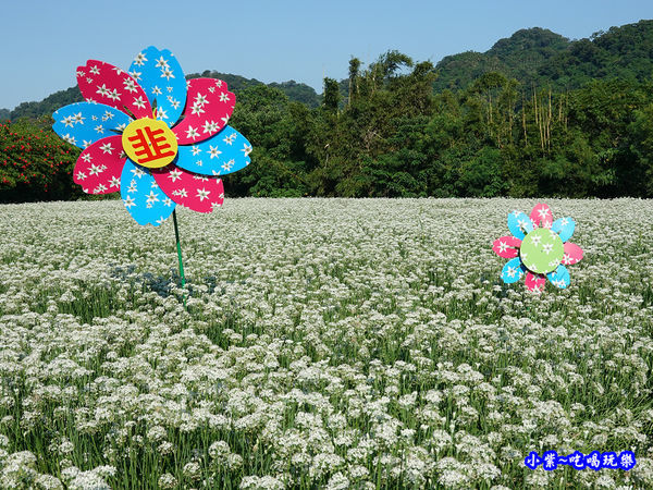 2019-9-13大溪韮菜花田 (22).jpg