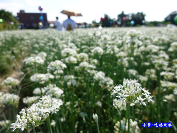 2019-9-13大溪韮菜花田 (7).jpg