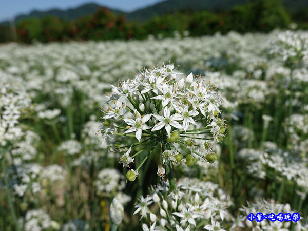 2019-9-13大溪韮菜花田 (4).jpg