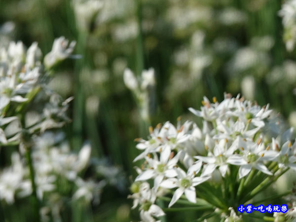 2019-9-13大溪韮菜花田 (16).jpg