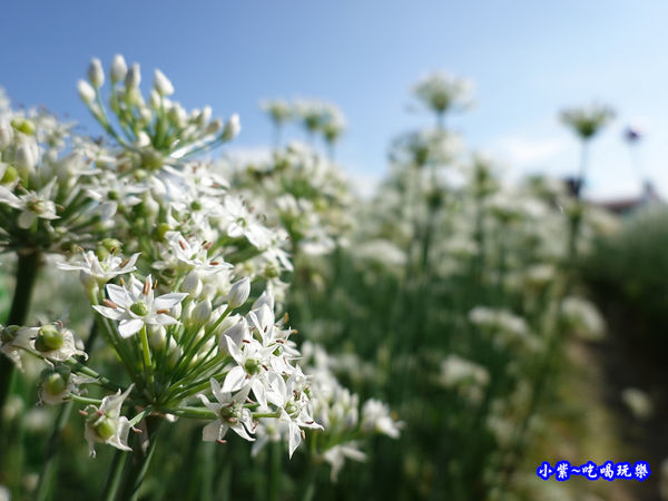 2019-9-13大溪韮菜花田 (8).jpg