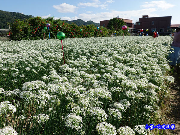 2019-9-13大溪韮菜花田 (6).jpg