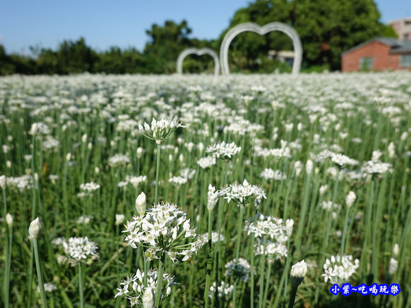 2019-9-13大溪韮菜花田 (13).jpg