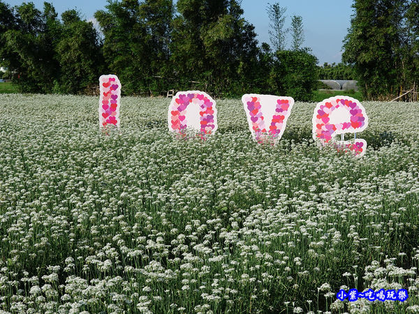 2019-9-13大溪韮菜花田 (15).jpg