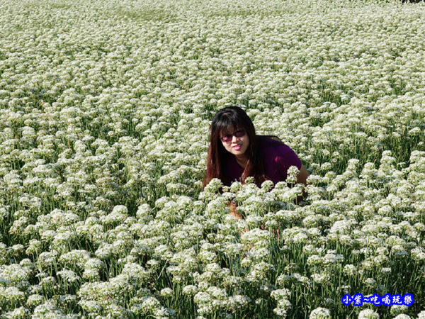 2019-9-13大溪韮菜花田 (17).jpg