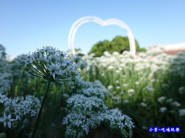 2019-9-13大溪韮菜花田 (12).jpg