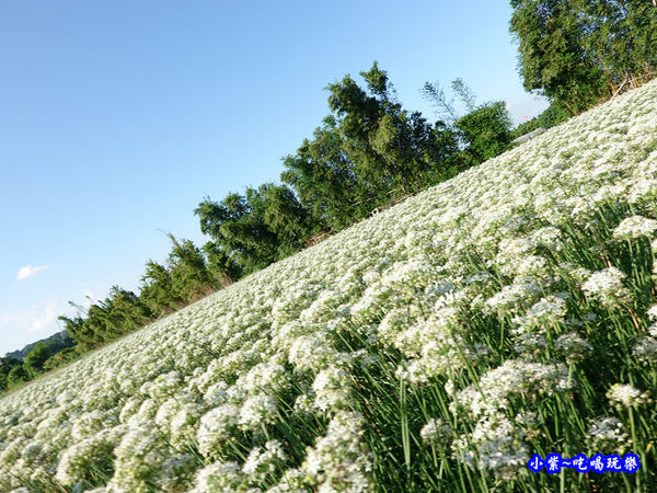 2019-9-13大溪韮菜花田 (18).jpg