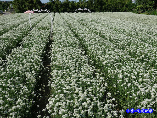 2019-9-13大溪韮菜花田 (14).jpg