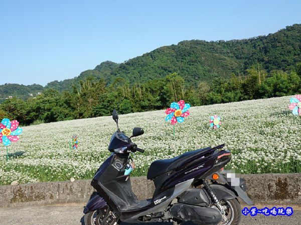 2019-9-13大溪韮菜花田 (1).jpg