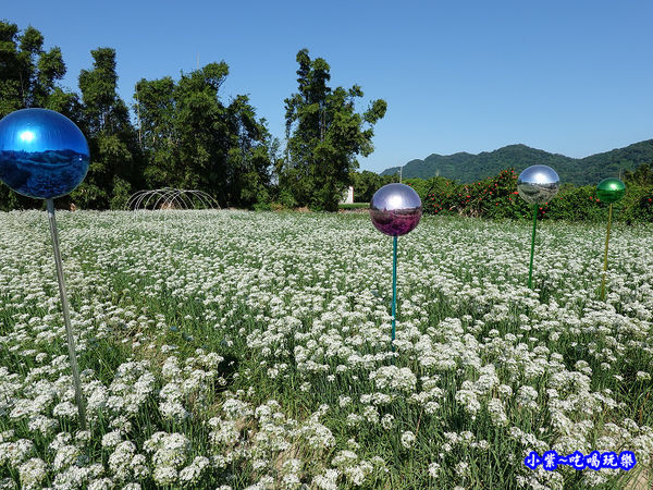 2019-9-13大溪韮菜花田 (3).jpg