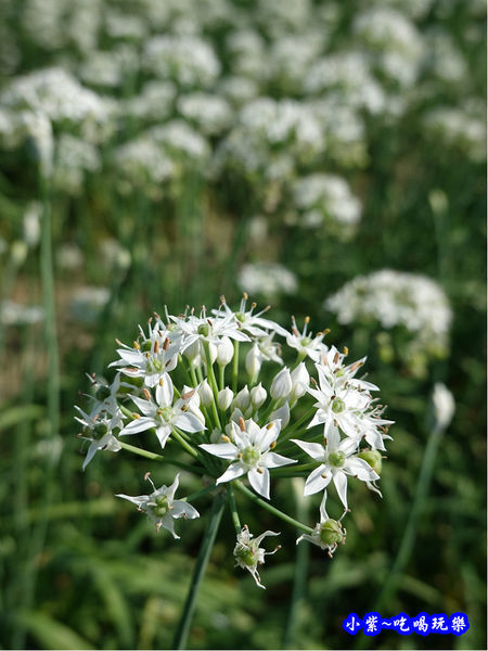 2019-9-13大溪韮菜花田 (5).jpg