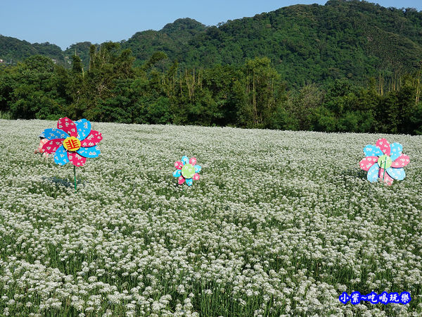 2019-9-13大溪韮菜花田 (19).jpg