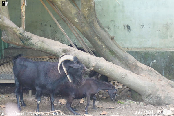 【花蓮。鳳林】芳草古樹花園。慢活鳳林。體驗全台第一家菸樓民宿
