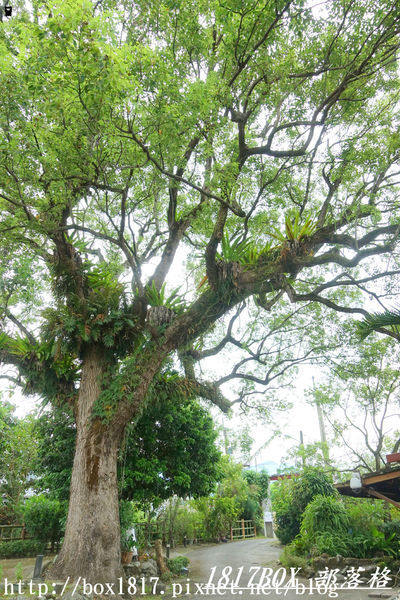 【花蓮。鳳林】芳草古樹花園。慢活鳳林。體驗全台第一家菸樓民宿