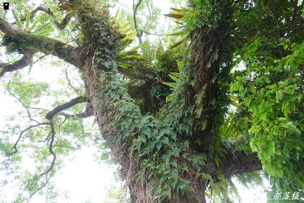 【花蓮。鳳林】芳草古樹花園。慢活鳳林。體驗全台第一家菸樓民宿