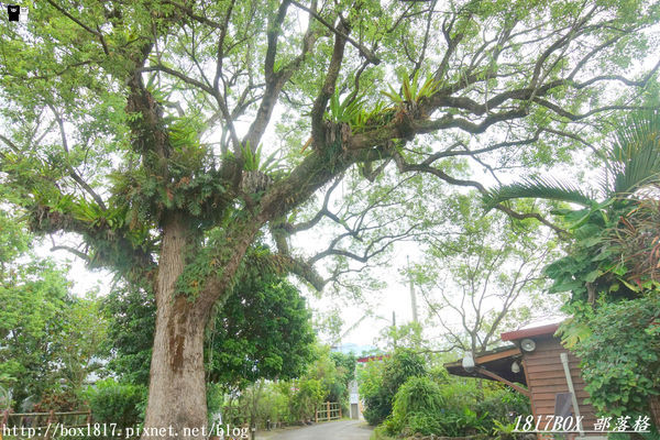 【花蓮。鳳林】芳草古樹花園。慢活鳳林。體驗全台第一家菸樓民宿