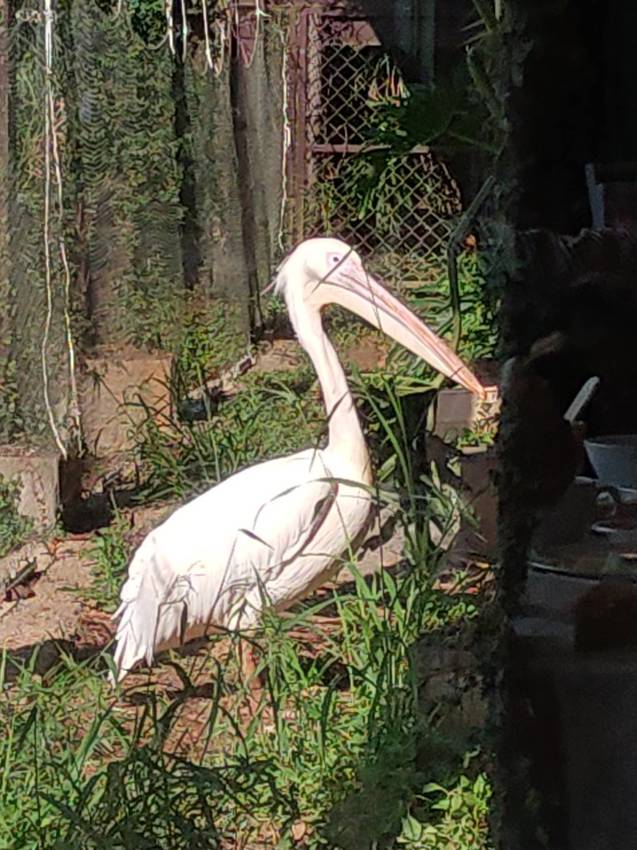 六福莊生態渡假飯店~ 走向大自然與動物們當好朋友