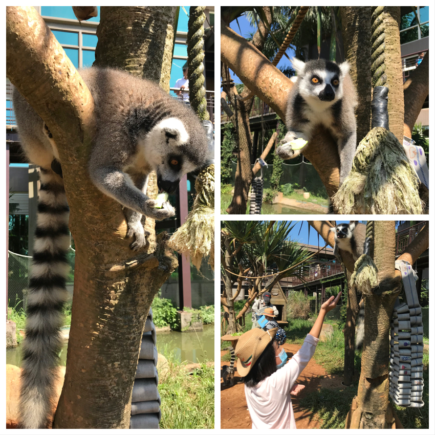 六福莊生態渡假飯店~ 走向大自然與動物們當好朋友