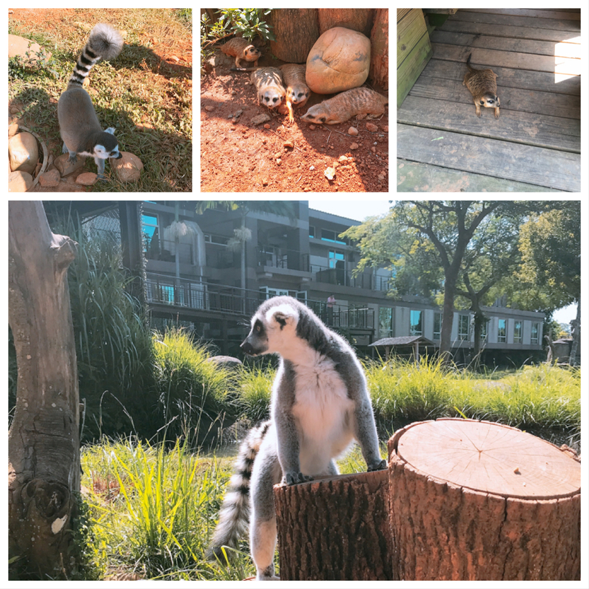 六福莊生態渡假飯店~ 走向大自然與動物們當好朋友