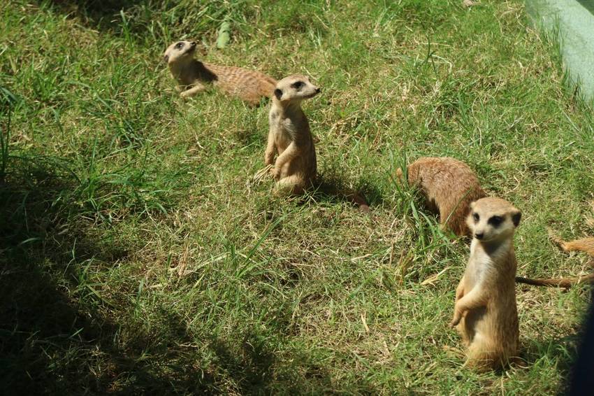 六福莊生態渡假飯店~ 走向大自然與動物們當好朋友