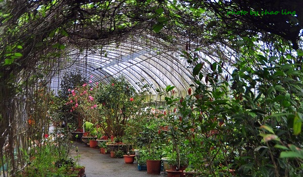 番婆林農場-9.JPG - 2016春暖花開 番婆林農場-9.JPG - 2016春暖花開