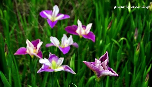 番婆林農場-25.JPG - 2016春暖花開 番婆林農場-25.JPG - 2016春暖花開