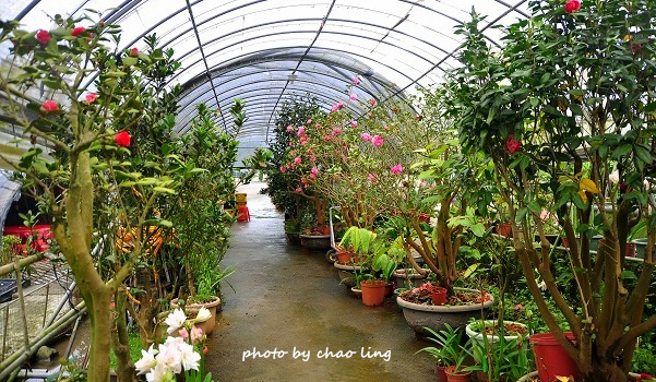 番婆林農場-8.JPG - 2016春暖花開 番婆林農場-8.JPG - 2016春暖花開