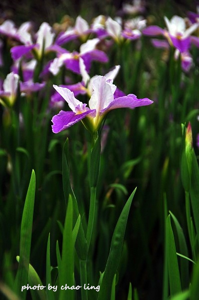 番婆林農場-29.JPG - 2016春暖花開 番婆林農場-29.JPG - 2016春暖花開