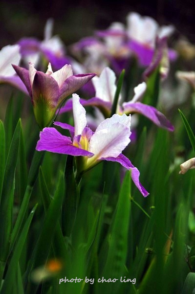 番婆林農場-31.JPG - 2016春暖花開 番婆林農場-31.JPG - 2016春暖花開