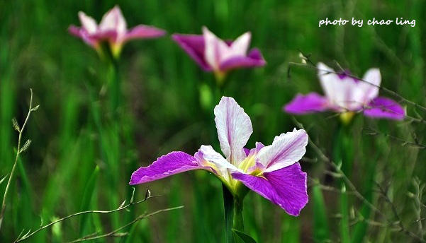 番婆林農場-27.JPG - 2016春暖花開 番婆林農場-27.JPG - 2016春暖花開