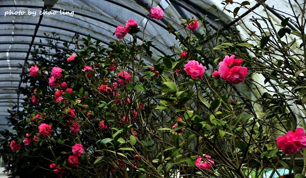 番婆林農場-11.JPG - 2016春暖花開 番婆林農場-11.JPG - 2016春暖花開