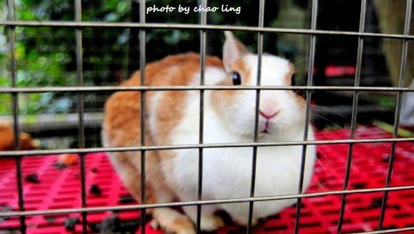 番婆林農場-5.JPG - 2016春暖花開 番婆林農場-5.JPG - 2016春暖花開