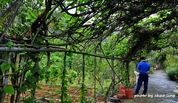 番婆林農場-14.JPG - 2016春暖花開 番婆林農場-14.JPG - 2016春暖花開