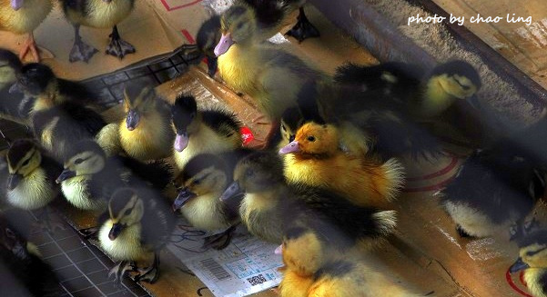 番婆林農場-4.JPG - 2016春暖花開 番婆林農場-4.JPG - 2016春暖花開