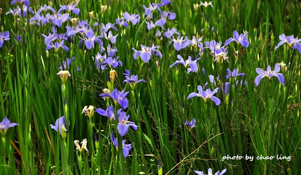 番婆林農場-18.JPG - 2016春暖花開 番婆林農場-18.JPG - 2016春暖花開