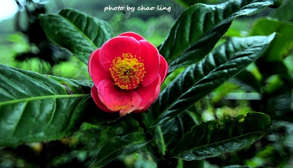 番婆林農場-13.JPG - 2016春暖花開 番婆林農場-13.JPG - 2016春暖花開