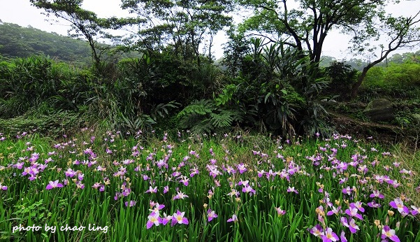 番婆林農場-21.JPG - 2016春暖花開 番婆林農場-21.JPG - 2016春暖花開