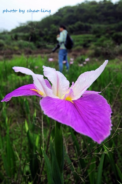 番婆林農場-32.JPG - 2016春暖花開 番婆林農場-32.JPG - 2016春暖花開